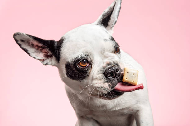 dog food