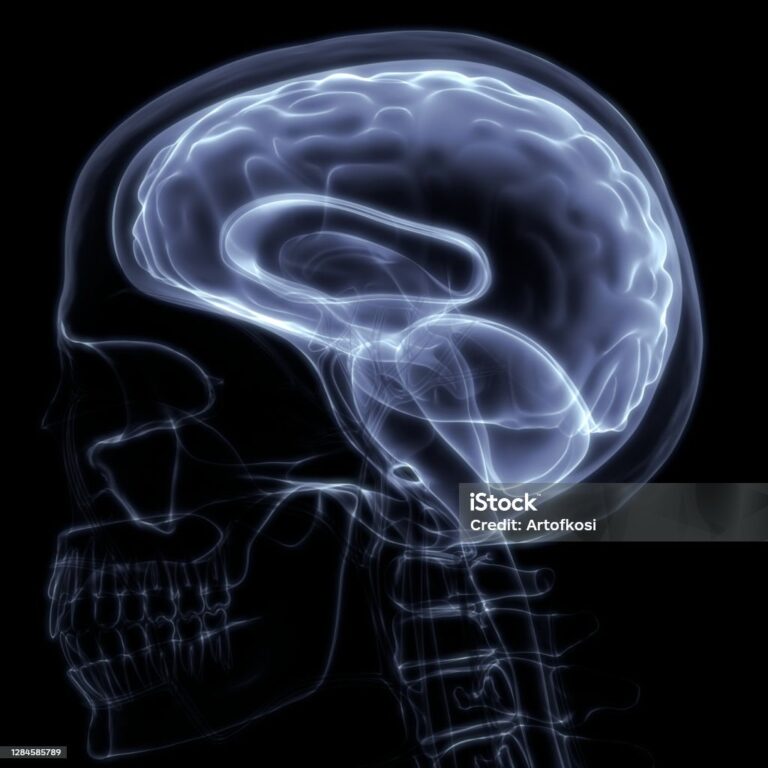 3D Illustration Concept of Human Nervous System Brain Anatomy