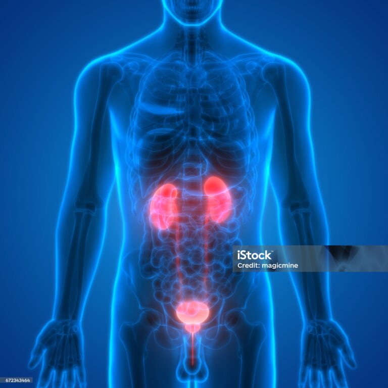 3D Illustration of Human Body Organs (Kidneys with Urinary Bladder)