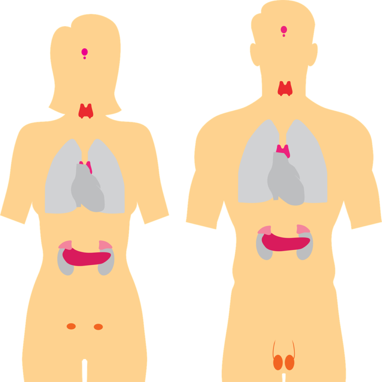 endocrine-system-5921981_1280